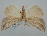  ( - BGE_ZSM_LEP_0614)  @11 [ ] by-nc-sa (2023) SNSB, Staatliche Naturwissenschaftliche Sammlungen Bayerns ZSM (SNSB, Zoologische Staatssammlung Muenchen)