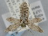  ( - BGE_ZSM_LEP_0629)  @11 [ ] by-nc-sa (2023) SNSB, Staatliche Naturwissenschaftliche Sammlungen Bayerns ZSM (SNSB, Zoologische Staatssammlung Muenchen)