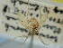  ( - BGE_ZSM_LEP_0643)  @11 [ ] by-nc-sa (2023) SNSB, Staatliche Naturwissenschaftliche Sammlungen Bayerns ZSM (SNSB, Zoologische Staatssammlung Muenchen)