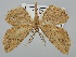  ( - BGE_ZSM_LEP_0648)  @11 [ ] by-nc-sa (2023) SNSB, Staatliche Naturwissenschaftliche Sammlungen Bayerns ZSM (SNSB, Zoologische Staatssammlung Muenchen)