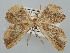  ( - BGE_ZSM_LEP_0649)  @11 [ ] by-nc-sa (2023) SNSB, Staatliche Naturwissenschaftliche Sammlungen Bayerns ZSM (SNSB, Zoologische Staatssammlung Muenchen)