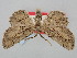  ( - BGE_ZSM_LEP_0656)  @11 [ ] by-nc-sa (2023) SNSB, Staatliche Naturwissenschaftliche Sammlungen Bayerns ZSM (SNSB, Zoologische Staatssammlung Muenchen)