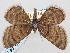  (Psodos alpmaritima - BGE_ZSM_LEP_0670)  @11 [ ] by-nc-sa (2023) SNSB, Staatliche Naturwissenschaftliche Sammlungen Bayerns ZSM (SNSB, Zoologische Staatssammlung Muenchen)