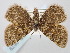  ( - BGE_ZSM_LEP_0679)  @11 [ ] by-nc-sa (2023) SNSB, Staatliche Naturwissenschaftliche Sammlungen Bayerns ZSM (SNSB, Zoologische Staatssammlung Muenchen)