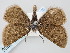  ( - BGE_ZSM_LEP_0680)  @11 [ ] by-nc-sa (2023) SNSB, Staatliche Naturwissenschaftliche Sammlungen Bayerns ZSM (SNSB, Zoologische Staatssammlung Muenchen)