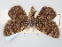  (Psodos spitzi - BGE_ZSM_LEP_0681)  @11 [ ] by-nc-sa (2023) SNSB, Staatliche Naturwissenschaftliche Sammlungen Bayerns ZSM (SNSB, Zoologische Staatssammlung Muenchen)