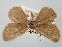  ( - BGE_ZSM_LEP_0687)  @11 [ ] by-nc-sa (2023) SNSB, Staatliche Naturwissenschaftliche Sammlungen Bayerns ZSM (SNSB, Zoologische Staatssammlung Muenchen)