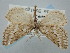  (Phyllometra gracilaria - BGE_ZSM_LEP_0699)  @11 [ ] by-nc-sa (2023) SNSB, Staatliche Naturwissenschaftliche Sammlungen Bayerns ZSM (SNSB, Zoologische Staatssammlung Muenchen)