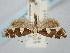  ( - BGE_ZSM_LEP_0727)  @11 [ ] by-nc-sa (2023) SNSB, Staatliche Naturwissenschaftliche Sammlungen Bayerns ZSM (SNSB, Zoologische Staatssammlung Muenchen)