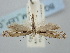  ( - BGE_ZSM_LEP_0733)  @11 [ ] by-nc-sa (2023) SNSB, Staatliche Naturwissenschaftliche Sammlungen Bayerns ZSM (SNSB, Zoologische Staatssammlung Muenchen)