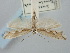  ( - BGE_ZSM_LEP_0738)  @11 [ ] by-nc-sa (2023) SNSB, Staatliche Naturwissenschaftliche Sammlungen Bayerns ZSM (SNSB, Zoologische Staatssammlung Muenchen)