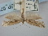  ( - BGE_ZSM_LEP_0739)  @11 [ ] by-nc-sa (2023) SNSB, Staatliche Naturwissenschaftliche Sammlungen Bayerns ZSM (SNSB, Zoologische Staatssammlung Muenchen)