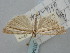  (Agriphila atlanticus - BGE_ZSM_LEP_0754)  @11 [ ] by-nc-sa (2023) SNSB, Staatliche Naturwissenschaftliche Sammlungen Bayerns ZSM (SNSB, Zoologische Staatssammlung Muenchen)