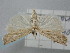  (Agriphila cyrenaicellus - BGE_ZSM_LEP_0758)  @11 [ ] by-nc-sa (2023) SNSB, Staatliche Naturwissenschaftliche Sammlungen Bayerns ZSM (SNSB, Zoologische Staatssammlung Muenchen)