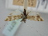  (Adela pantherella - BGE_ZSM_LEP_0771)  @11 [ ] by-nc-sa (2024) SNSB, Staatliche Naturwissenschaftliche Sammlungen Bayerns ZSM (SNSB, Zoologische Staatssammlung Muenchen)