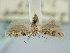  ( - BGE_ZSM_LEP_0793)  @11 [ ] by-nc-sa (2024) SNSB, Staatliche Naturwissenschaftliche Sammlungen Bayerns ZSM (SNSB, Zoologische Staatssammlung Muenchen)
