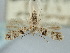  ( - BGE_ZSM_LEP_0794)  @11 [ ] by-nc-sa (2024) SNSB, Staatliche Naturwissenschaftliche Sammlungen Bayerns ZSM (SNSB, Zoologische Staatssammlung Muenchen)