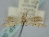  ( - BGE_ZSM_LEP_0855)  @11 [ ] by-nc-sa (2024) SNSB, Staatliche Naturwissenschaftliche Sammlungen Bayerns ZSM (SNSB, Zoologische Staatssammlung Muenchen)