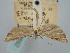 ( - BGE_ZSM_LEP_0892)  @11 [ ] by-nc-sa (2024) SNSB, Staatliche Naturwissenschaftliche Sammlungen Bayerns ZSM (SNSB, Zoologische Staatssammlung Muenchen)