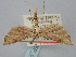 ( - BGE_ZSM_LEP_0893)  @11 [ ] by-nc-sa (2024) SNSB, Staatliche Naturwissenschaftliche Sammlungen Bayerns ZSM (SNSB, Zoologische Staatssammlung Muenchen)