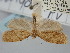  ( - BGE_ZSM_LEP_0925)  @11 [ ] by-nc-sa (2024) SNSB, Staatliche Naturwissenschaftliche Sammlungen Bayerns ZSM (SNSB, Zoologische Staatssammlung Muenchen)