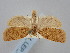  ( - BGE_ZSM_LEP_0926)  @11 [ ] by-nc-sa (2024) SNSB, Staatliche Naturwissenschaftliche Sammlungen Bayerns ZSM (SNSB, Zoologische Staatssammlung Muenchen)