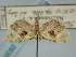  ( - BGE_ZSM_LEP_0935)  @11 [ ] by-nc-sa (2024) SNSB, Staatliche Naturwissenschaftliche Sammlungen Bayerns ZSM (SNSB, Zoologische Staatssammlung Muenchen)