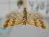  ( - BGE_ZSM_LEP_0936)  @11 [ ] by-nc-sa (2024) SNSB, Staatliche Naturwissenschaftliche Sammlungen Bayerns ZSM (SNSB, Zoologische Staatssammlung Muenchen)