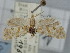  ( - BGE_ZSM_LEP_0939)  @11 [ ] by-nc-sa (2024) SNSB, Staatliche Naturwissenschaftliche Sammlungen Bayerns ZSM (SNSB, Zoologische Staatssammlung Muenchen)