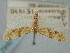  ( - BGE_ZSM_LEP_0942)  @11 [ ] by-nc-sa (2024) SNSB, Staatliche Naturwissenschaftliche Sammlungen Bayerns ZSM (SNSB, Zoologische Staatssammlung Muenchen)