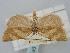  (Clepsis aerosana - BGE_ZSM_LEP_0961)  @11 [ ] by-nc-sa (2024) SNSB, Staatliche Naturwissenschaftliche Sammlungen Bayerns ZSM (SNSB, Zoologische Staatssammlung Muenchen)