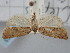  ( - BGE_ZSM_LEP_0963)  @11 [ ] by-nc-sa (2024) SNSB, Staatliche Naturwissenschaftliche Sammlungen Bayerns ZSM (SNSB, Zoologische Staatssammlung Muenchen)