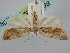  (Clepsis canariensis - BGE_ZSM_LEP_0965)  @11 [ ] by-nc-sa (2024) SNSB, Staatliche Naturwissenschaftliche Sammlungen Bayerns ZSM (SNSB, Zoologische Staatssammlung Muenchen)