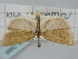  (Clepsis rolandriana - BGE_ZSM_LEP_0966)  @11 [ ] by-nc-sa (2024) SNSB, Staatliche Naturwissenschaftliche Sammlungen Bayerns ZSM (SNSB, Zoologische Staatssammlung Muenchen)