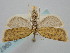  ( - BGE_ZSM_LEP_0967)  @11 [ ] by-nc-sa (2024) SNSB, Staatliche Naturwissenschaftliche Sammlungen Bayerns ZSM (SNSB, Zoologische Staatssammlung Muenchen)