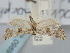  ( - BGE_ZSM_LEP_0989)  @11 [ ] by-nc-sa (2024) SNSB, Staatliche Naturwissenschaftliche Sammlungen Bayerns ZSM (SNSB, Zoologische Staatssammlung Muenchen)