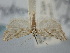  ( - BGE_ZSM_LEP_0995)  @11 [ ] by-nc-sa (2024) SNSB, Staatliche Naturwissenschaftliche Sammlungen Bayerns ZSM (SNSB, Zoologische Staatssammlung Muenchen)