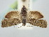  ( - BGE_ZSM_LEP_1021)  @11 [ ] by-nc-sa (2024) SNSB, Staatliche Naturwissenschaftliche Sammlungen Bayerns ZSM (SNSB, Zoologische Staatssammlung Muenchen)