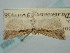  ( - BGE_ZSM_LEP_1053)  @11 [ ] by-nc-sa (2024) SNSB, Staatliche Naturwissenschaftliche Sammlungen Bayerns ZSM (SNSB, Zoologische Staatssammlung Muenchen)