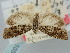 ( - BGE_ZSM_LEP_1054)  @11 [ ] by-nc-sa (2024) SNSB, Staatliche Naturwissenschaftliche Sammlungen Bayerns ZSM (SNSB, Zoologische Staatssammlung Muenchen)