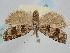 ( - BGE_ZSM_LEP_1063)  @11 [ ] by-nc-sa (2024) SNSB, Staatliche Naturwissenschaftliche Sammlungen Bayerns ZSM (SNSB, Zoologische Staatssammlung Muenchen)