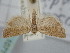  ( - BGE_ZSM_LEP_1071)  @11 [ ] by-nc-sa (2024) SNSB, Staatliche Naturwissenschaftliche Sammlungen Bayerns ZSM (SNSB, Zoologische Staatssammlung Muenchen)
