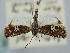  ( - BGE_ZSM_LEP_1094)  @11 [ ] by-nc-sa (2024) SNSB, Staatliche Naturwissenschaftliche Sammlungen Bayerns ZSM (SNSB, Zoologische Staatssammlung Muenchen)
