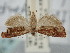  ( - BGE_ZSM_LEP_1095)  @11 [ ] by-nc-sa (2024) SNSB, Staatliche Naturwissenschaftliche Sammlungen Bayerns ZSM (SNSB, Zoologische Staatssammlung Muenchen)