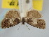  ( - BGE_ZSM_LEP_1129)  @11 [ ] by-nc-sa (2024) SNSB, Staatliche Naturwissenschaftliche Sammlungen Bayerns ZSM (SNSB, Zoologische Staatssammlung Muenchen)