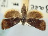  ( - BGE_ZSM_LEP_1131)  @11 [ ] by-nc-sa (2024) SNSB, Staatliche Naturwissenschaftliche Sammlungen Bayerns ZSM (SNSB, Zoologische Staatssammlung Muenchen)