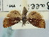  ( - BGE_ZSM_LEP_1132)  @11 [ ] by-nc-sa (2024) SNSB, Staatliche Naturwissenschaftliche Sammlungen Bayerns ZSM (SNSB, Zoologische Staatssammlung Muenchen)