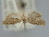  ( - BGE_ZSM_LEP_1160)  @11 [ ] by-nc-sa (2024) SNSB, Staatliche Naturwissenschaftliche Sammlungen Bayerns ZSM (SNSB, Zoologische Staatssammlung Muenchen)