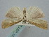  ( - BGE_ZSM_LEP_1210)  @11 [ ] by-nc-sa (2024) SNSB, Staatliche Naturwissenschaftliche Sammlungen Bayerns ZSM (SNSB, Zoologische Staatssammlung Muenchen)
