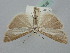 ( - BGE_ZSM_LEP_1211)  @11 [ ] by-nc-sa (2024) SNSB, Staatliche Naturwissenschaftliche Sammlungen Bayerns ZSM (SNSB, Zoologische Staatssammlung Muenchen)